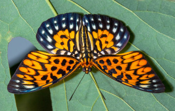 Картинка животные бабочки +мотыльки +моли бабочка