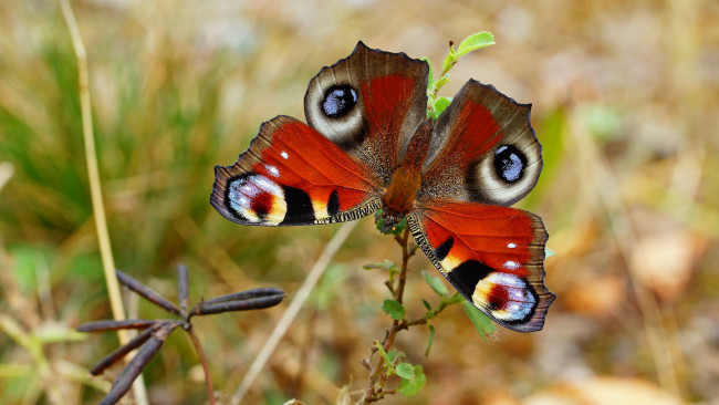 Обои картинки фото животные, бабочки,  мотыльки,  моли, бабочка