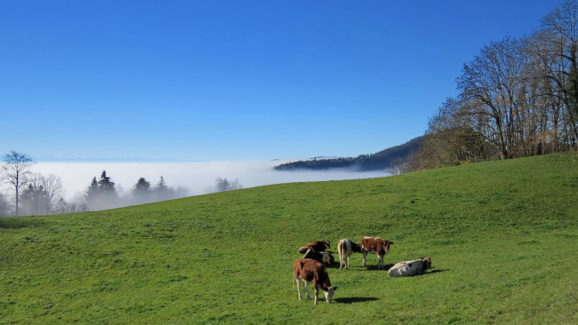Обои картинки фото животные, коровы,  буйволы, луг