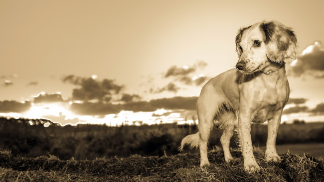 Обои картинки фото животные, собаки, взгляд, природа, собака