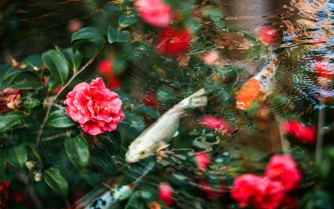Обои картинки фото цветы, камелии, карпы, вода