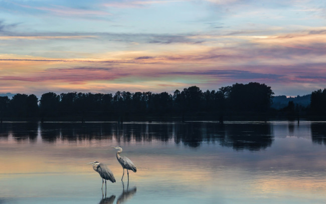 Обои картинки фото животные, цапли,  выпи, by, dashakern, река, природа, птицы, деревья, небо