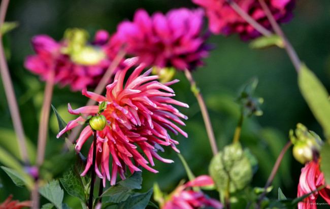 Обои картинки фото цветы, георгины, лепестки, бутоны, цветение, георгин