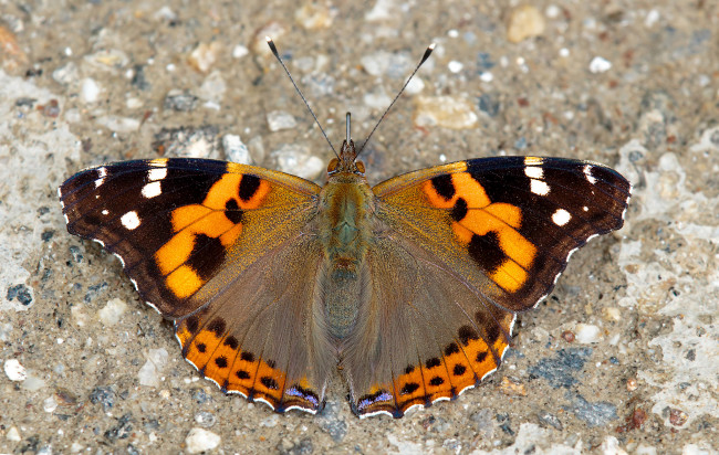 Обои картинки фото животные, бабочки,  мотыльки,  моли, бабочка