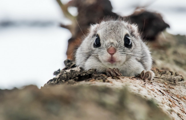 Обои картинки фото животные, белки, обыкновенная, летяга, белка, природа