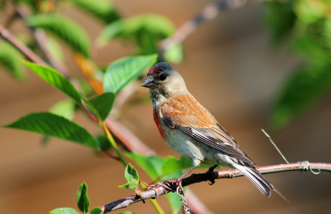 Обои картинки фото животные, птицы, самец, коноплянки, природа, пернатые, лето, коноплянка