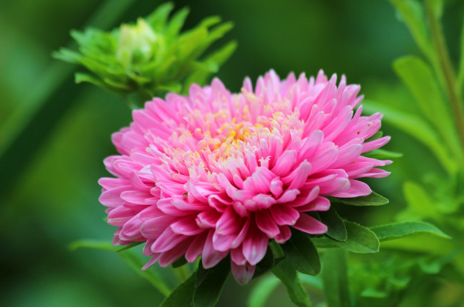 Обои картинки фото цветы, астры, лето, природа, цветение, красота, дача, астра