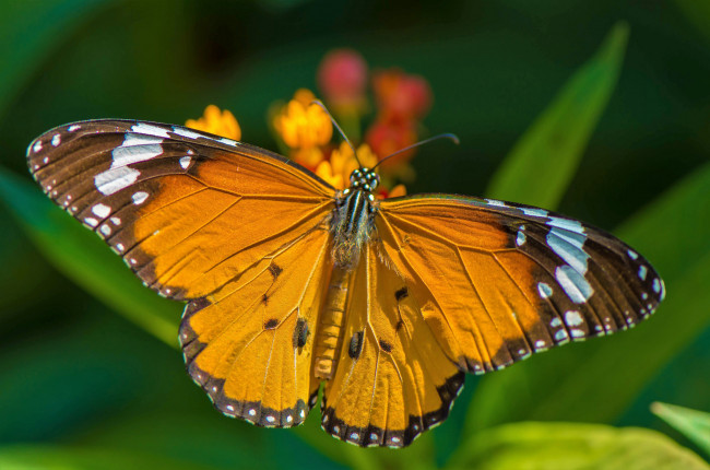 Обои картинки фото животные, бабочки,  мотыльки,  моли, бабочка