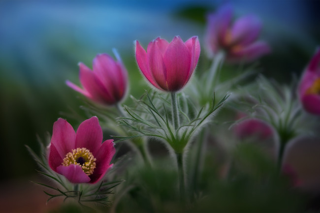 Обои картинки фото цветы, анемоны,  сон-трава, сон-трава, природа, весна