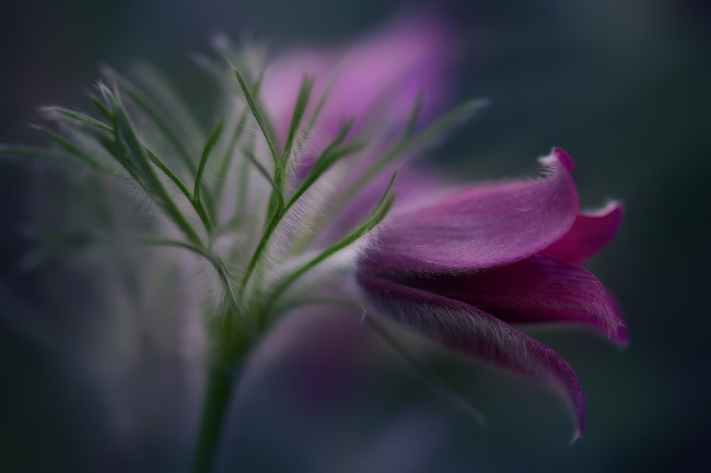 Обои картинки фото цветы, анемоны,  сон-трава, весна, сон-трава, природа