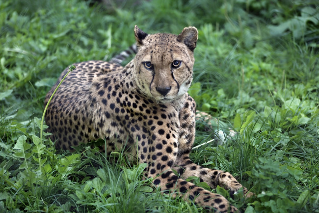 Обои картинки фото животные, гепарды, животный, мир, солнечно, хвост, природа, лужайка, экзотика, кошачьи, зоопарк, хищник, сюжет, фауна