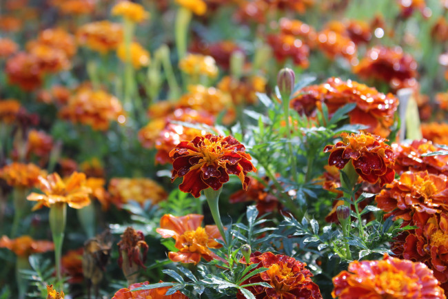 Обои картинки фото цветы, бархатцы, август, флора, лето, листья, лепестки, растение