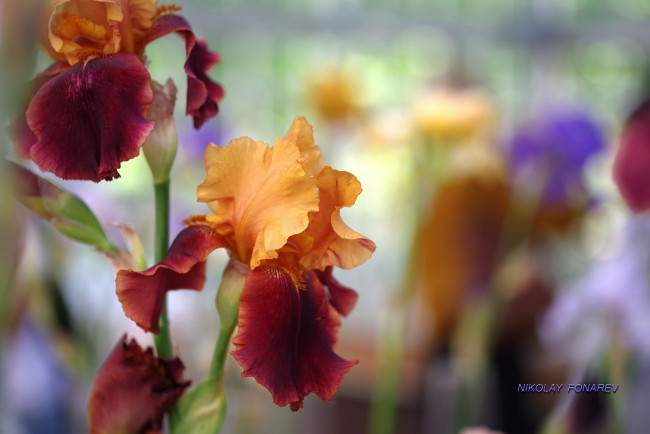 Обои картинки фото цветы, ирисы, свежесть, прогулка, парк, лето, красота, цветок