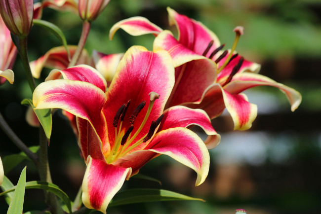 Обои картинки фото цветы, лилии,  лилейники, цветение, природа, красота, лето, дача