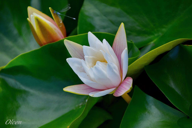 Обои картинки фото цветы, лилии водяные,  нимфеи,  кувшинки, флора, пруд, август, природа, парк, нимфеи, лето