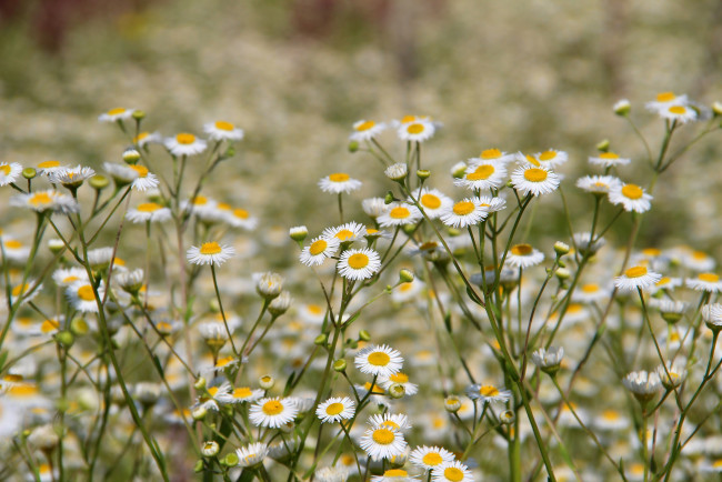 Обои картинки фото цветы, луговые , полевые,  цветы, природа, красота, лето