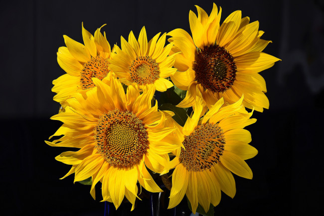 Обои картинки фото цветы, подсолнухи, цветок