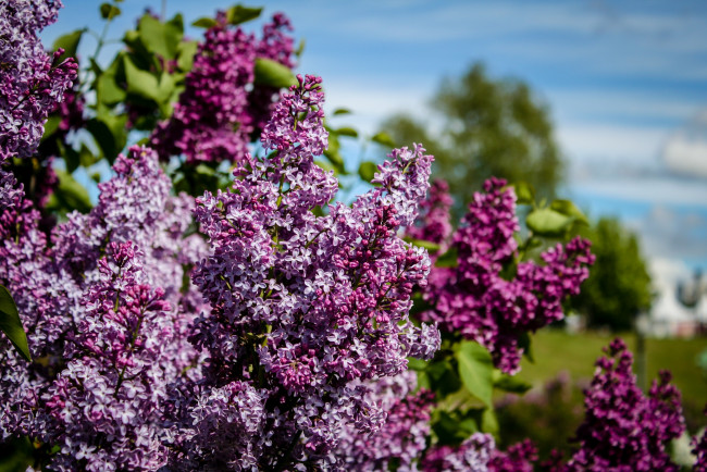 Обои картинки фото цветы, сирень, заповедник, запах, аромат, музей, москва, кустарник, царицыно, цветение, природа, парк