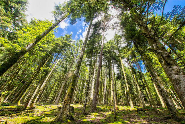 Обои картинки фото природа, лес, простор