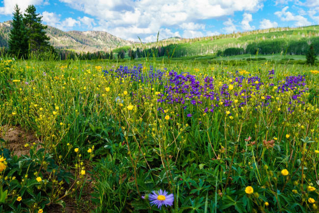 Обои картинки фото природа, луга, простор