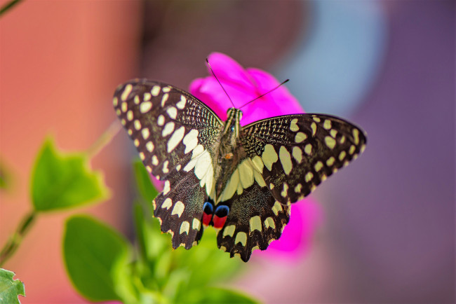 Обои картинки фото животные, бабочки,  мотыльки,  моли, бабочка