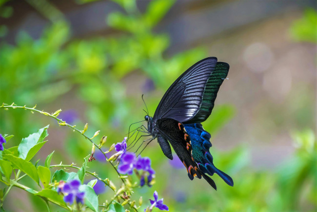 Обои картинки фото животные, бабочки,  мотыльки,  моли, бабочка