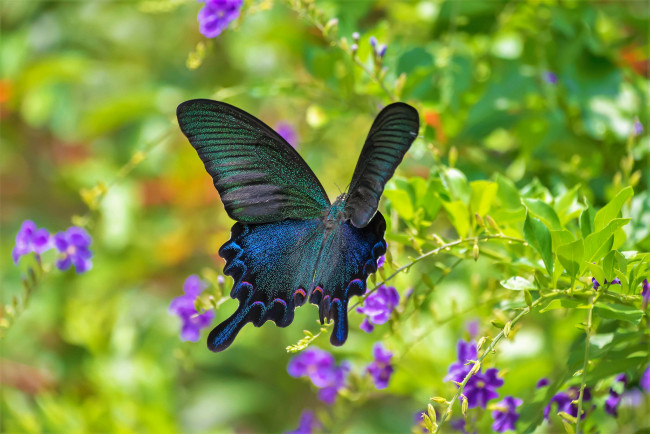 Обои картинки фото животные, бабочки,  мотыльки,  моли, бабочка