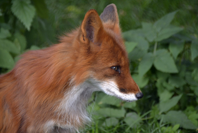 Обои картинки фото животные, лисы, москва, хищник, июль, лето, лиса, зоопарк, город