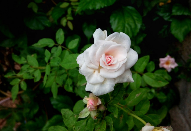 Обои картинки фото цветы, розы, цветок