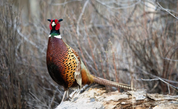 Картинка животные фазаны фазан бревно кусты