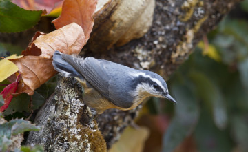Картинка животные поползни листья осень поползень