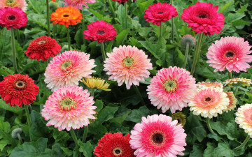 Картинка цветы герберы розовые красные оранжевые