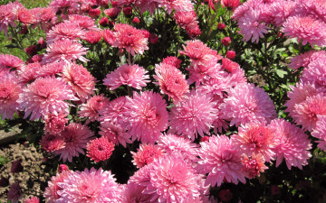 Картинка цветы хризантемы розовые