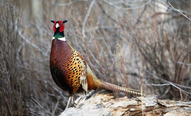 Обои картинки фото животные, фазаны, фазан, бревно, кусты