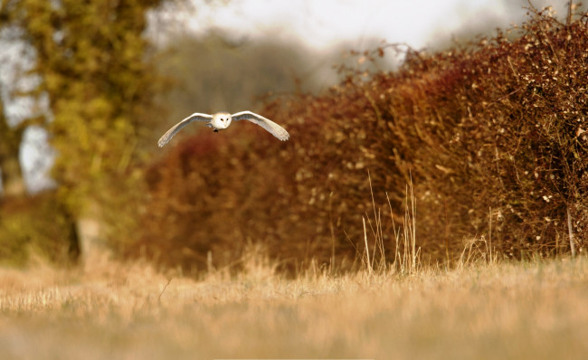 Обои картинки фото животные, совы, кусты, сипуха, полет
