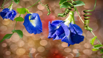 Картинка цветы