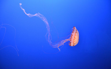 Картинка животные медузы
