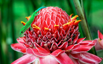 обоя животные, ящерицы,  игуаны,  вараны, цветок