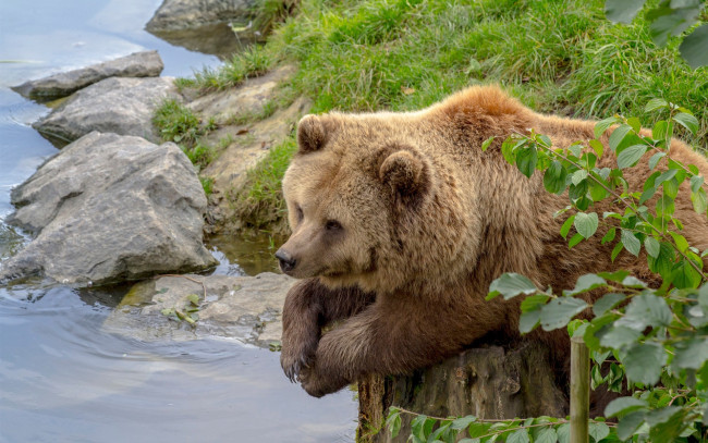 Обои картинки фото животные, медведи, медведь