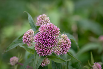 обоя eupatorium cannabinum, посконник коноплёвый, цветы, луговые , полевые,  цветы, eupatorium, cannabinum, посконник, коноплёвый