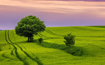 обоя природа, луга, деревья, трава, следы