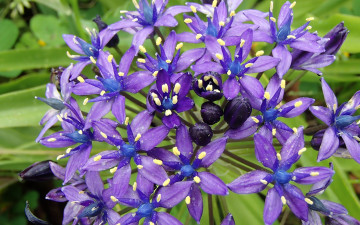 обоя scilla peruviana, пролеска перуанская, цветы, подснежники,  белоцветники,  пролески, scilla, peruviana, пролеска, перуанская
