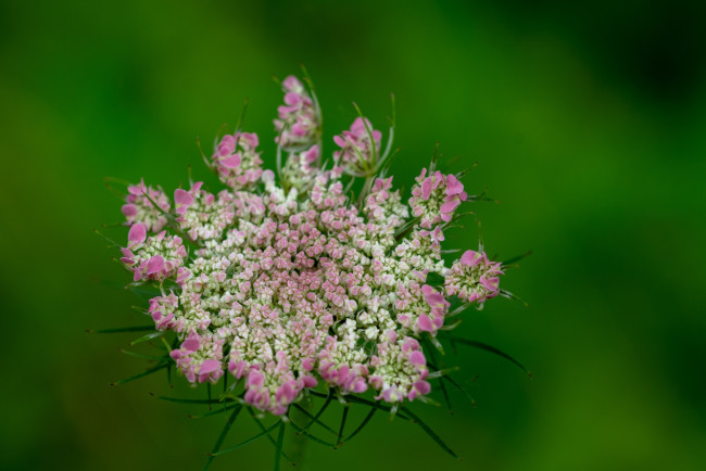 Обои картинки фото daucus carota, дикая морковь, цветы, цветущие овощи,  ягоды, daucus, carota, дикая, морковь
