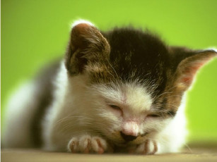 Картинка животные коты