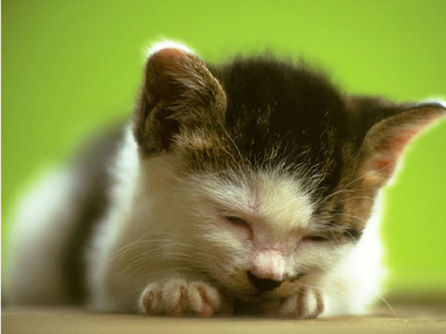 Обои картинки фото животные, коты