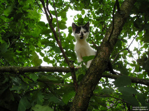 Картинка животные коты