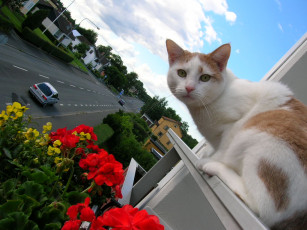 Картинка животные коты