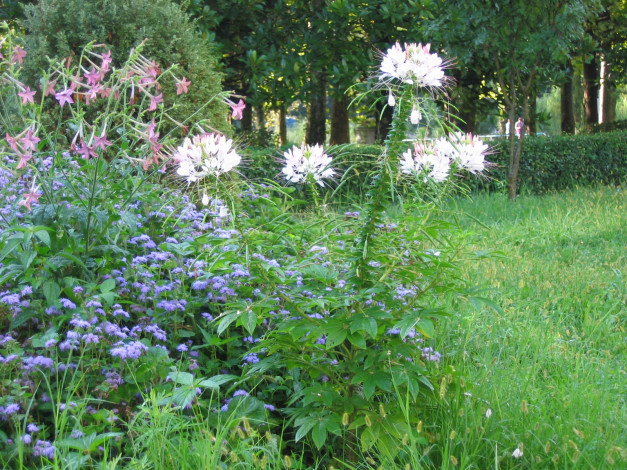 Обои картинки фото цветы, разные, вместе