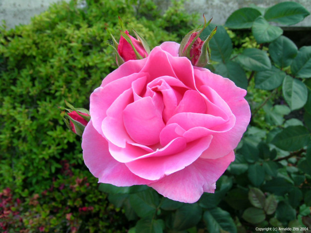 Обои картинки фото цветы, розы