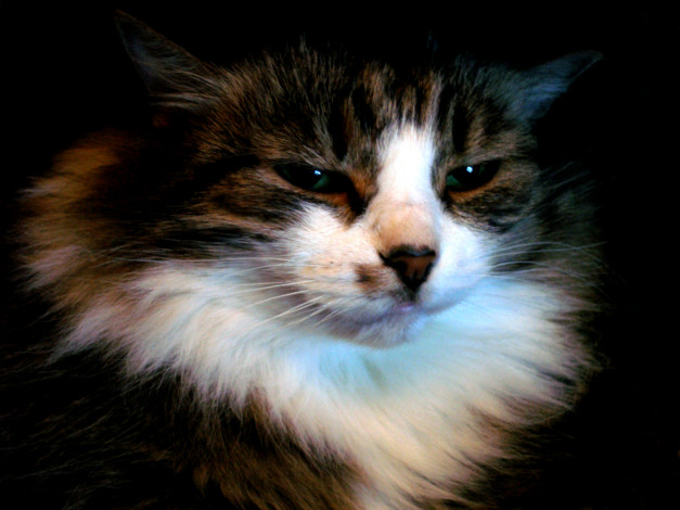 Обои картинки фото животные, коты